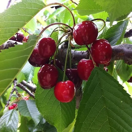 Casa Do Salgueiral בית נופש Fundão