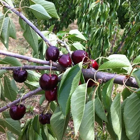 Ferienhaus Casa Do Salgueiral Fundão