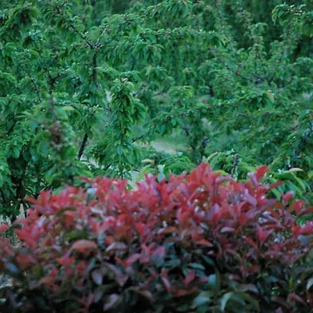 בית נופש Casa Do Salgueiral Fundão