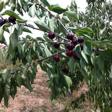 בית נופש Casa Do Salgueiral