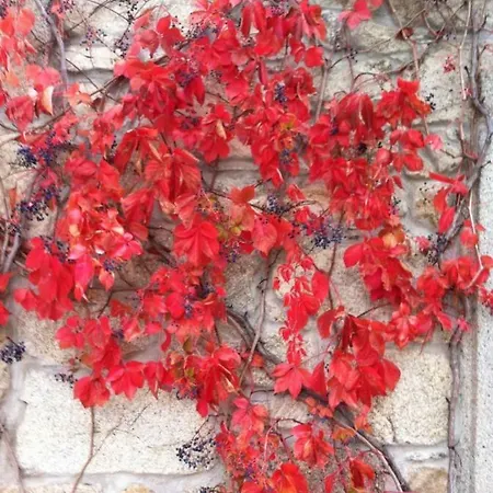 Casa Do Salgueiral *