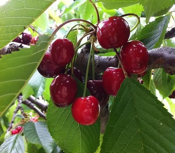 Casa Do Salgueiral Prázdninový dům Fundão
