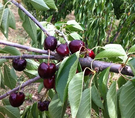 Casa de Férias Casa Do Salgueiral Fundão