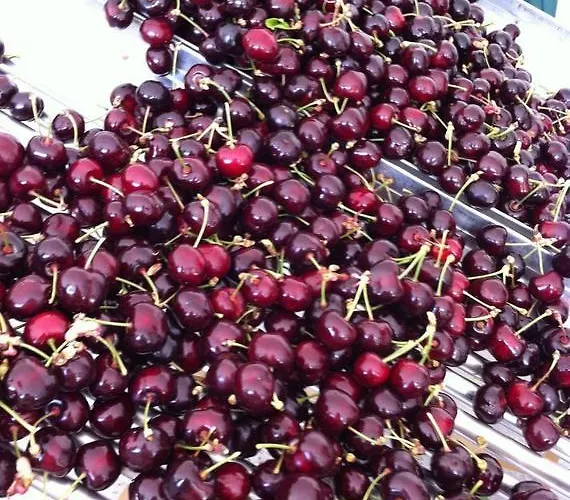 Casa de Férias Casa Do Salgueiral *