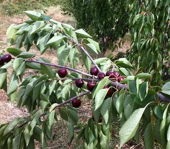 Casa Do Salgueiral * Fundão