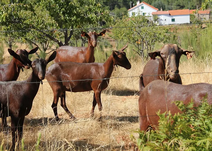 Prázdninový dům Casa Do Salgueiral