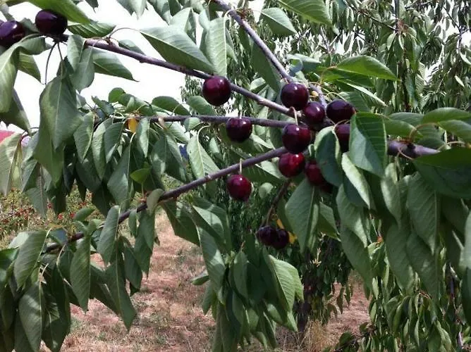 Prázdninový dům Casa Do Salgueiral